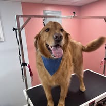 Groomed dog portrait