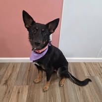 Groomed dog portrait