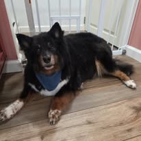 Groomed dog portrait