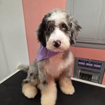 Groomed dog portrait