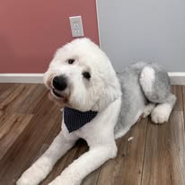 Groomed dog portrait