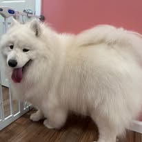 Groomed dog portrait
