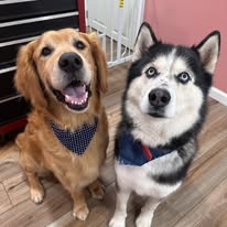Two happy dogs after grooming